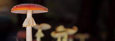 What Is A Toadstool Toadstools Vs Mushroom Grocycle