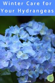We did not find results for: Hydrangeas Winter Care Pruning Deadhead Cold Protection Diy