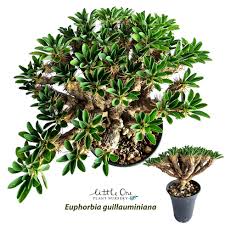 Image result for Euphorbia chevalieri