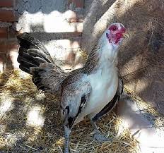 Maybe you would like to learn more about one of these? 170 Ide Ayam Ayam Ayam Betina Pemotong Kayu
