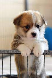 Breeders of merit are denoted by level in ascending order of: Adorable Pembroke Welsh Corgi Puppy Journal 150 Page Lined Notebook Diary Journal Press Callyn Amazon De Bucher