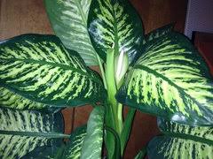 Image result for dieffenbachia flower