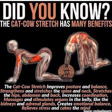 Cat Cow Stretch Tiene Varios Beneficios Como Mejorar La Postura Y Equilibrio Fortalece Y Relaja La Espalda Y Cuello Ayuda Al S Yoga Benefits Yoga Anatomy Yoga