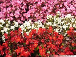 Le muflier est une plante pleine de qualités : Begonia Annuel Begonia Semperflorens Planter Cultiver Multiplier