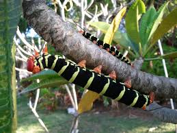 Black And Red Caterpillar With Horn Isle Of Enchantment Moth Caterpillar Hawk Moth Puerto Rico