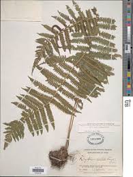 Image result for Christella hispidula