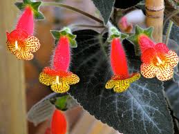 Image result for Kohleria