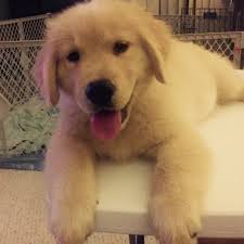 Daisy was adopted from grrmf in august 2013 and loves the sights of the fall leaves and the cool weather breeze of the blue ridge mountains. Wonderland S Golden Retrievers Melrose Florida Golden Retriever Puppies Golden Retrievers Breeders