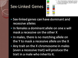 However, the y chromosome doesn't contain most of the genes of the x chromosome. Human Inheritance Key Concepts 1 What Are Some Patterns Of Inheritance In Humans 2 What Are The Functions Of The Sex Chromosomes 3 What Is The Relationship Ppt Download