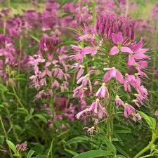Image result for Cleome rubella