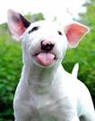 PuppyFind | English Bull Terrier Puppies for Sale