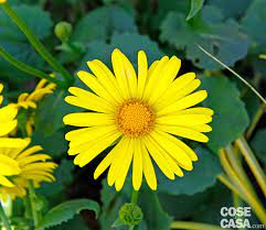 Fiore margherita gialla (chrysanthemum multicaule, coleostephus myconis) foto, caratteristiche e piantagione, cura e crescente. Doronicum La Margherita Gialla Cose Di Casa