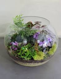 Violet Fern Terrarium Garden Terrarium Open Terrariums Terrarium Plants