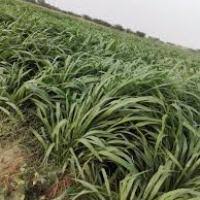 عقارماب اكبر محرك بحث في عقارات مصر يمكنك من خلاله البحث عن عقارات للبيع او عقارات للايجار من شقق وفيلات. Ù…Ø²Ø±Ø¹Ø© Ù„Ø²Ø±Ø§Ø¹Ø© Ø¹Ù„Ù Ø§Ù„Ø¨ÙˆÙ†ÙŠÙƒØ§Ù… Ø¨ØºØ±Ø¶