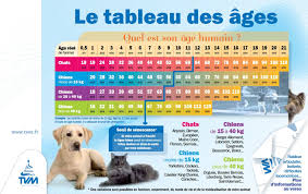 Quel Age Humain A Mon Chat Wanimoveto Age Chien Chien Age Chat