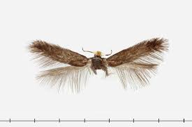 Image result for Stigmella roborella