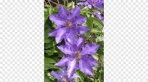 Maybe you would like to learn more about one of these? Clematis Jackmanii Flower Clematis Viticella Garden Vine Rose Myrtle Color Flower Garden Png Pngegg