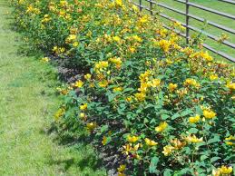 Si tratta di una delle piante a nostro avviso più interessanti e. Un Giardino Giallo Zafferano La Finestra Di Stefania