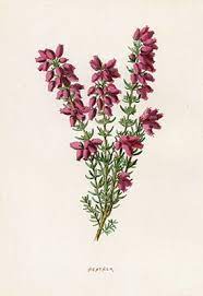Heather 400 Jpg 274 400 Pixels Heather Flower Scottish Flowers Heather Plant