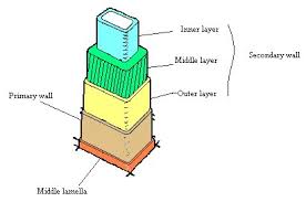 Maybe you would like to learn more about one of these? Celly The Cell Wall On Twitter 3 Different Layers Of A Plant Cell Wall Are A Primary Wall Middle Lamella And A Secondary Wall Organellevote2015 Https T Co Mapjkgqpsh