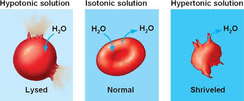Semi permeable means that the membrane will allow small molecules and ions to pass through it but acts as a barrier to larger molecules or dissolved substances. Osmosis Cells