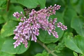 Image result for Philenoptera nelsii