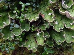 Image result for Dyschoriste trichocalyx