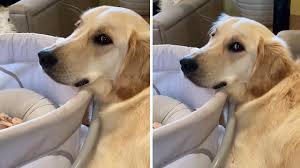 Maybe you would like to learn more about one of these? Golden Retriever With Newborn Baby Refuses To Leave Her Side