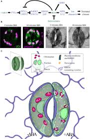 What is the role of guard cells in photosynthesis. Frontiers The Role Of Ros Homeostasis In Aba Induced Guard Cell Signaling Plant Science