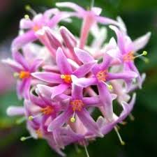 Image result for Dais cotinifolia