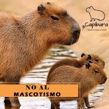 Según se relevó en noticias publicadas en distintos medios de comunicación en julio de 2020, los vecinos del barrio cerrado abril habrían protestado a las autoridades del country porque los carpinchos que habitaban en torno a la laguna del lugar estaban comiéndose sus plantas y atacando a sus mascotas. Capibara Naturaleza Derecho Y Sociedad Debido A La Situacion De Publico Conocimiento Acerca De Un Carpincho Apodado Pancho Que Fue Adoptado Como Mascota Desde Asociacion Civil Capibara Queremos Expresarnos Al Respecto