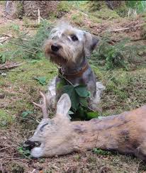 Image result for ČESKÝ TERIÉR