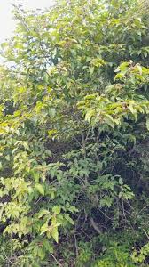 Image result for Eriolaena rulkensii