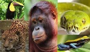 Wildlife In The Tropical Rain Forests Consists Of Herbivores Predators Birds Inse Rainforest Animals Endangered Rainforest Animals Amazon Rainforest Animals