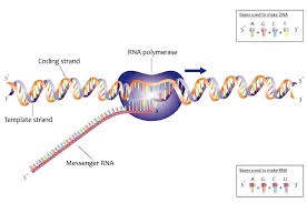 Appendix to the codes of practice for forensic science providers covering dna analysis services. Dna Definition Function Structure And Discovery Biology Dictionary