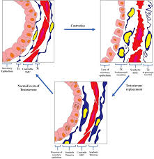 You can also find smooth muscle in the walls of passageways, including arteries and veins of de cardiovascular system. Schematic Draw That Depicts The Modifications To The Epithelium Smooth Download Scientific Diagram