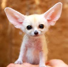 The Cutest Mini Animals You Ll Ever See Cute Animal Photos Baby Animals Pet Fox