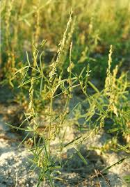 Image result for Crotalaria oocarpa