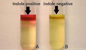 Image result for sim test principle