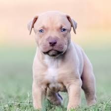 Check spelling or type a new query. Pitbull Puppies