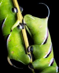 Image result for Sphinx ligustri