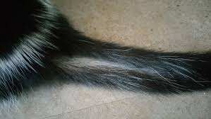 Diseases causing the hair to break or fall out. Cat Bald Patch Base Of Tail Cheap Buy Online