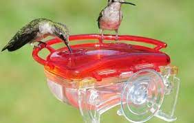We did not find results for: Top 5 Best Hummingbird Feeders A Birds Delight