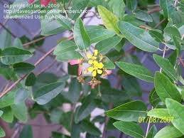Image result for Heteropterys glabra