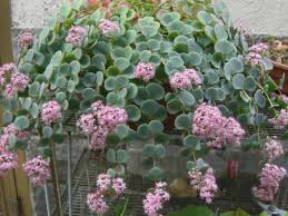 Plant sedums in rock gardens and use them as fillers for containers and as ground covers. 10 Best Succulents For Hanging Baskets Planted Shack