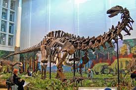 Another name for apatosaurus is brontosaurus. Apatosaurus Wikipedia