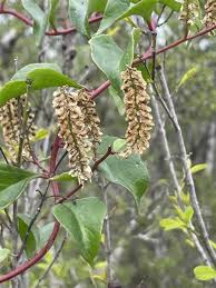 Image result for Anredera