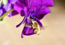 Image result for Philenoptera bussei