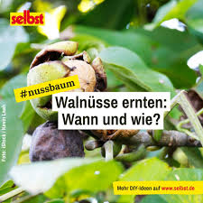 Walnusse Ernten Selbst De In 2020 Walnuss Nuss Baum Schneiden