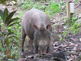 Bunga raya island resort & spa. Visitor Picture Of Bunga Raya Island Resort Pulau Gaya Tripadvisor